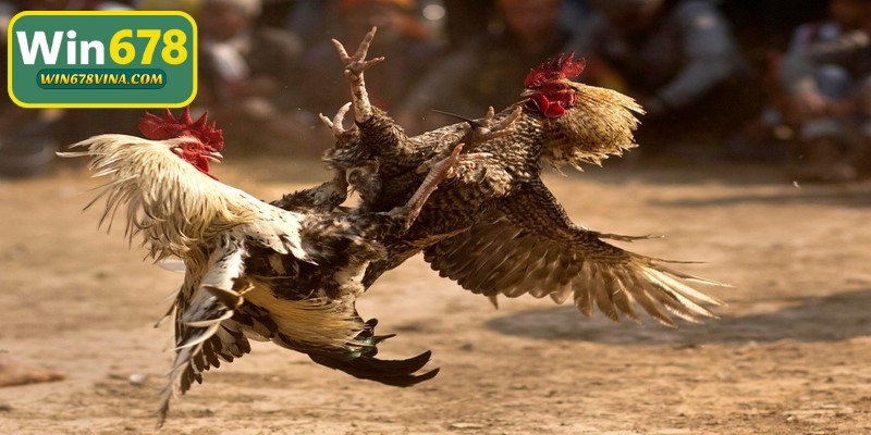 Cách đá gà mạng dễ thắng chiến lược thông minh cho anh em