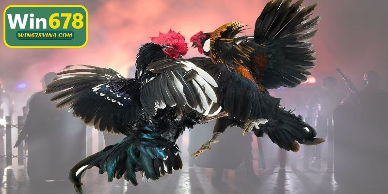 Bắt kèo cách đá gà mạng chuẩn xác cho anh em