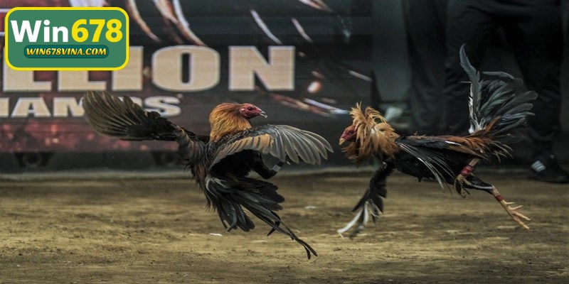 Cách đá gà qua mạng WIN678 luôn thắng từ các chuyên gia