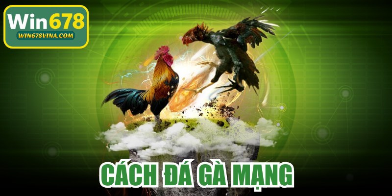 Cách Đá Gà Mạng