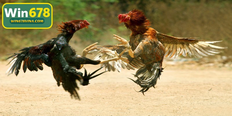Đá gà cựa dao được biết là một trong những hình thức thi đấu đặc biệt