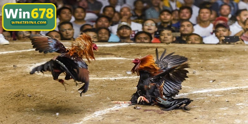 Luật chơi cơ bản mới nhất khi chơi đá gà cựa dao dễ hiểu