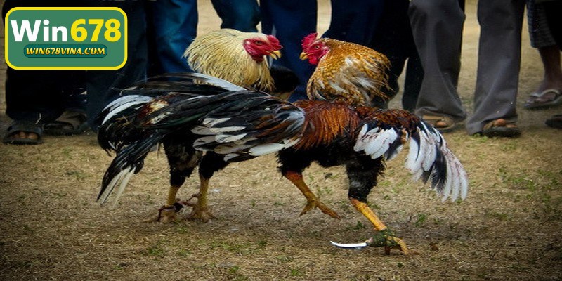 Mẹo đá gà cựa dao từ các cao thủ chuyên nghiệp