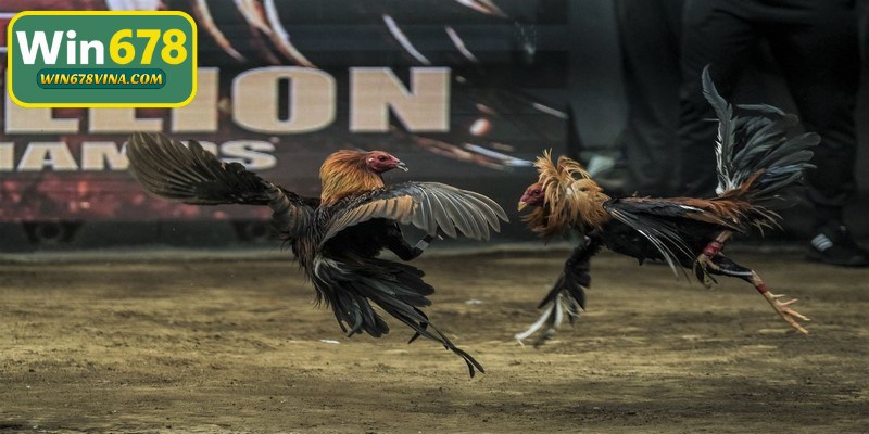 Đá gà cựa sắt online an toàn và hợp pháp số 1 trên thị trường