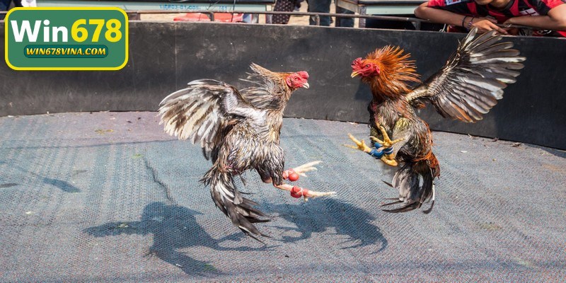 Sự đa dạng về giống gà tham gia khiến sân chơi luôn có sức hút