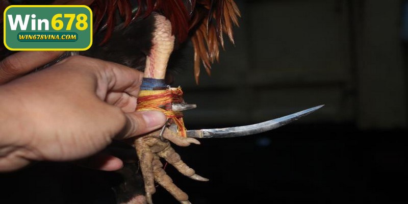 Nghiên cứu kỹ lưỡng về thể lệ tổ chức của giải chọi kê cựa sắt