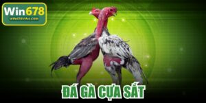 Đá Gà Cựa Sắt