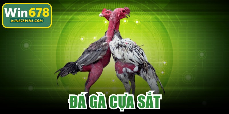 Đá Gà Cựa Sắt