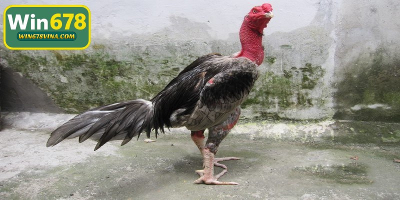 Tất cả chiến kê trong các giải đá gà phải đảm bảo quy định cân nặng