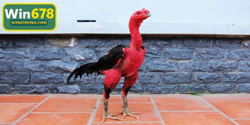 Gà nòi Bình Định là đại diện cho vùng đất cược trứ danh thị trường