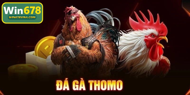 Đá gà Thomo đã trở thành một loại hình giải trí cuốn hút bậc nhất