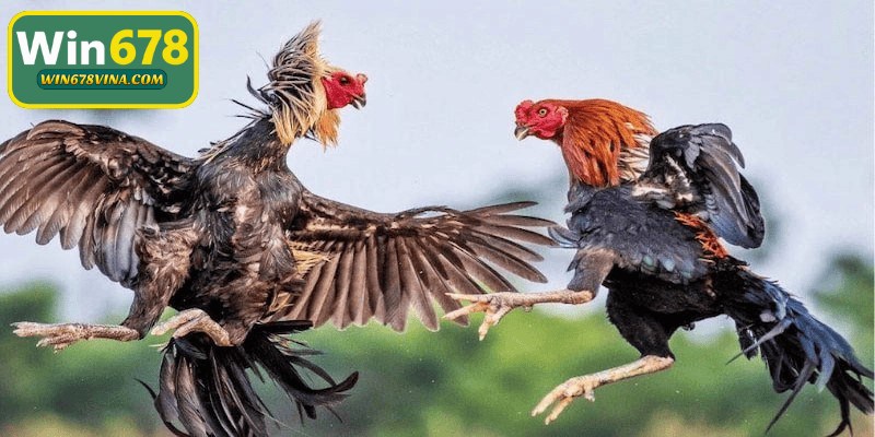 Gà tham gia cần được kiểm tra toàn diện về tình trạng sức khỏe