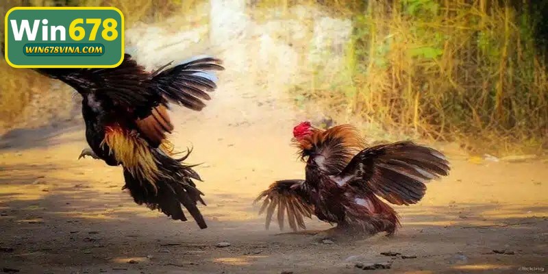 Giải chọi gà được tổ chức liên tục mỗi ngày cực kỳ cuốn hút kê thủ