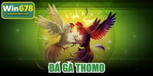 Đá Gà Thomo