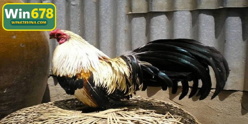 Gà tre Mỹ là kết quả của việc lai tạo nhiều chủng loại khác nhau