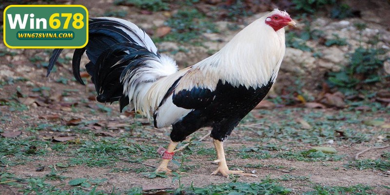 Các bài tập bật nhảy và chạy nhanh là vô cùng quan trọng cho gà