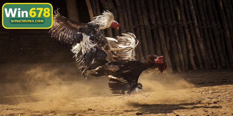 Đá gà WIN678 nhanh chóng tạo dựng được vị thế nhờ những điểm mạnh nổi bật