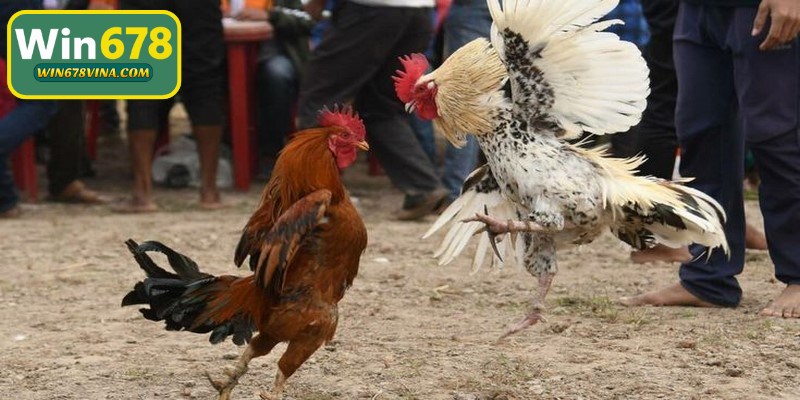Hướng dẫn cách tham gia đá gà WIN678